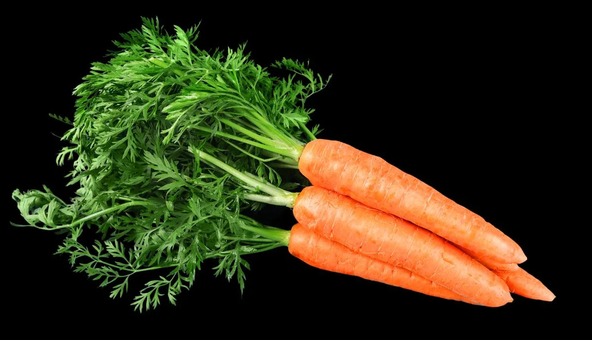 省農薬栽培で育てた新鮮なにんじん — 安心・安全へのこだわり